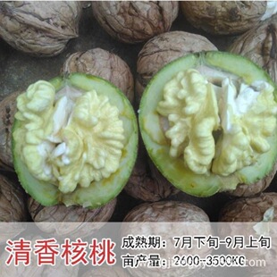 �޽Ӻ��Ҙ���������ϱ����Nֲɽ������8518���Ա�����Ƥ����Y��