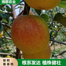 保湿包装大量出售2年翠冠梨苗 早熟品种梨树 脆甜无渣红梨树苗