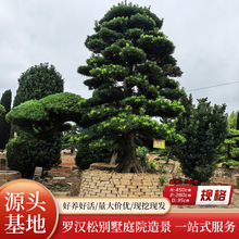 园林植物绿化苗木进口造型树别墅大型乔木罗汉松高度5米基地直供