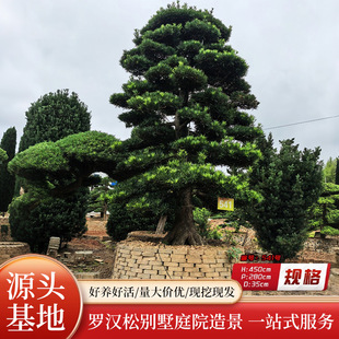 �@��ֲ��G����ľ���͘�e�����͆�ľ�_�h�ɸ߶�5�׻���ֱ���ͺ�