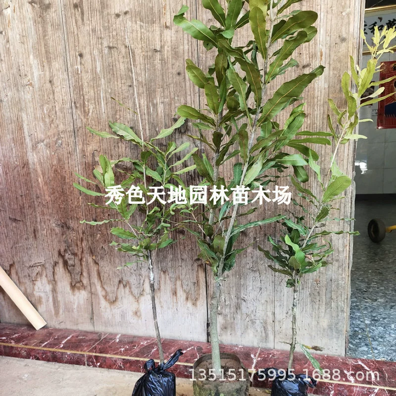 Саженцы орехов макадамии привитые саженцы орехов саженцы фруктов макадамии Южный север посадка горшечных растений с доставкой в чашку