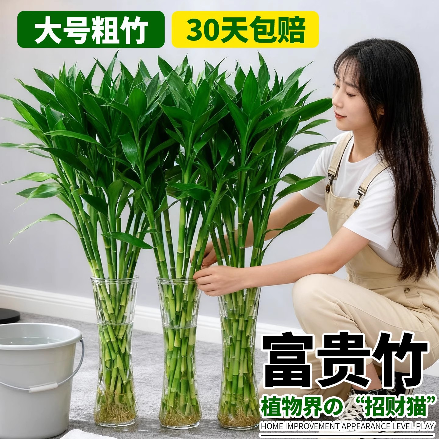 Rich bamboo hydroponic plant indoor living room rich bamboo with…