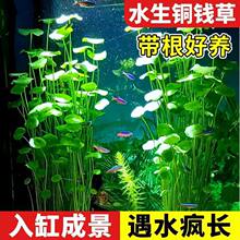 代发铜钱草鱼缸造景增氧净化水草盆栽水培植物招财金钱草挺水养殖