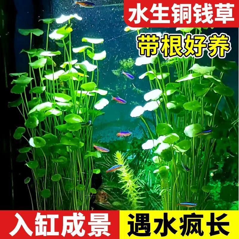 代发铜钱草鱼缸造景增氧净化水草盆栽水培植物招财金钱草挺水养殖