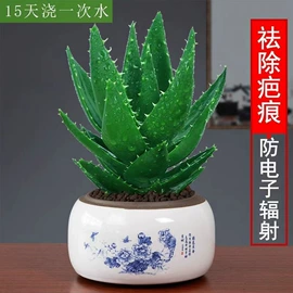 盆栽;灌木;乔木