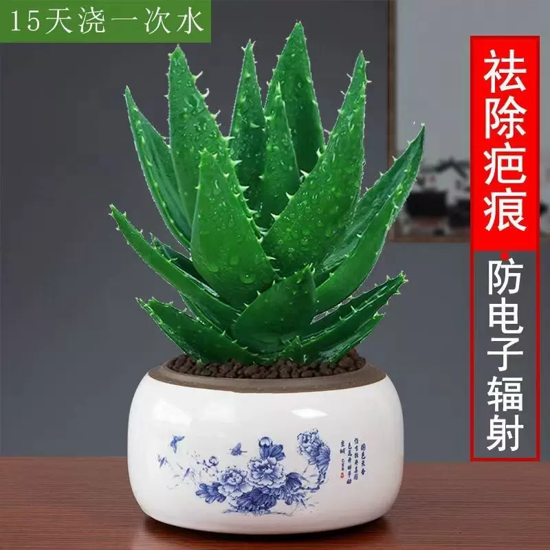 芦荟盆栽多肉植物室内仙人掌不夜城办公桌面小绿植盆景好养吸某醛