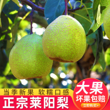 正宗莱阳梨礼盒装应季新鲜水果脆甜多汁莱阳慈梨现摘现发可熬梨膏