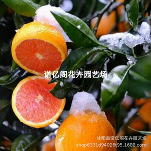 �t�ĳ�����Ѫ���M��Ě�Ș���޽�ѩ�̳ȹ��������ͺ��Ϸ������Nֲ