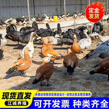 ^pXһֻ վ^@ָN^p ɽ|Bֳ