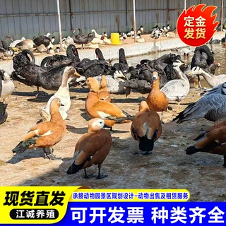哪里有卖水禽赤麻鸭的 生态园观赏赤麻鸭 成年赤麻鸭多少钱一只