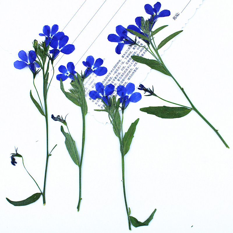 Wholesale Dried Flowers with Stems, Six Times the Size of a Regular Lotus, Pressed Flower Specimens, Real Flowers, Pressed Flowers for Handmade Bookmarks and Table Lamps