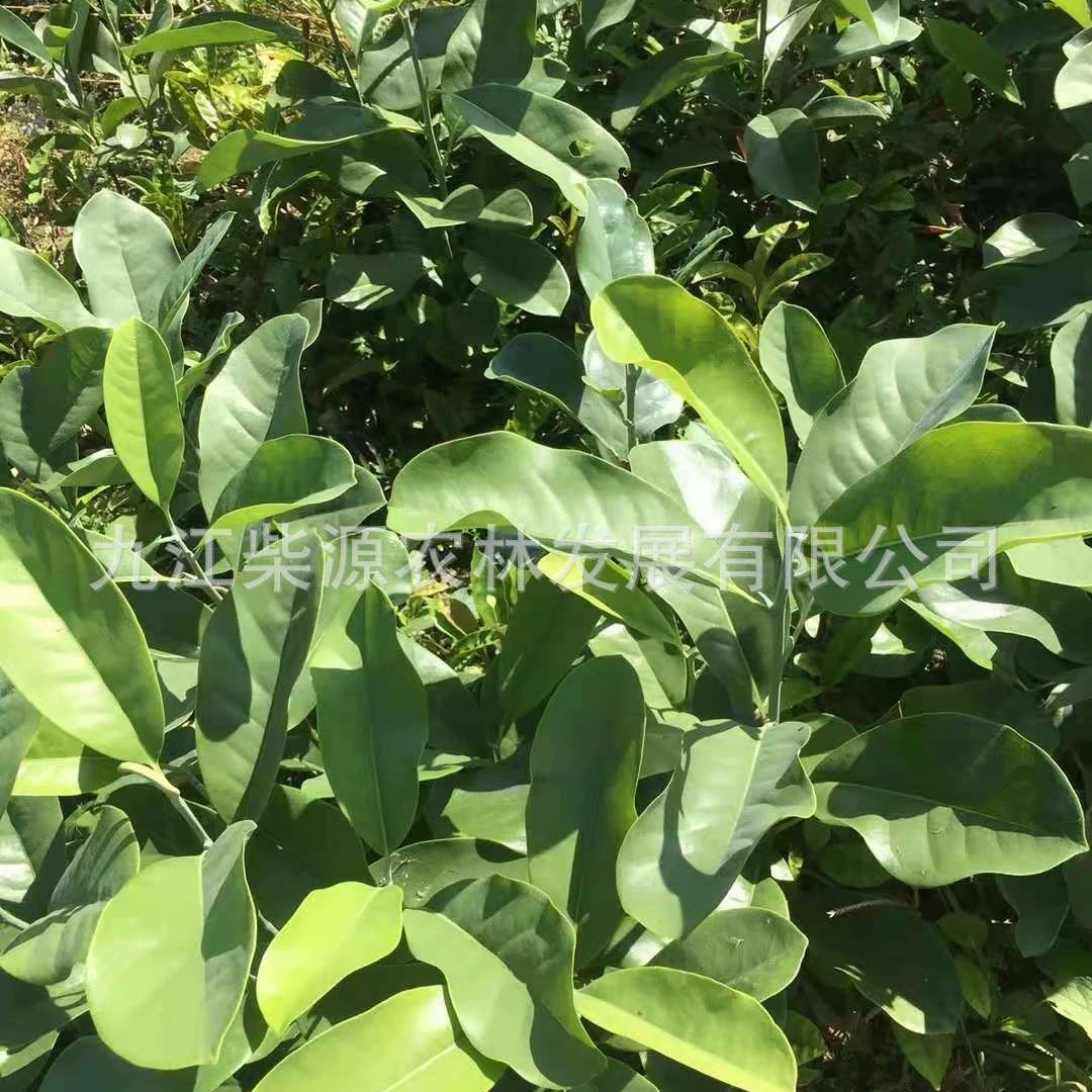 [Гарантированное качество и количество] Deep Mountain含笑 саженцы Deep Mountain含笑 чашечные саженцы 20cm Deep Mountain含笑 5cm