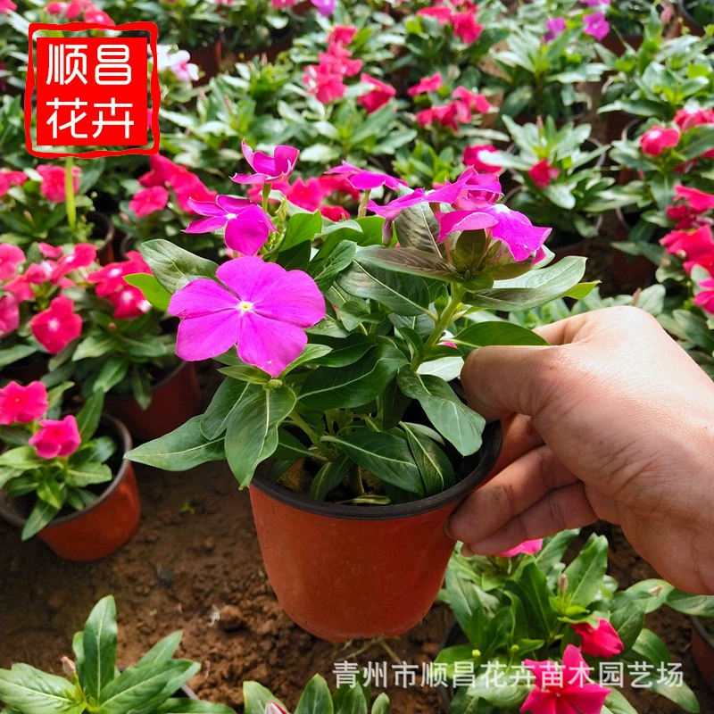 Озеленение ландшафта цветочный парк Changchun открывает цветочную базу каждый день оптом многоцветный Changshi Changchun Цветочные кровати