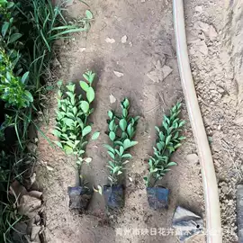 宿根花卉;盆栽;一二年生花卉