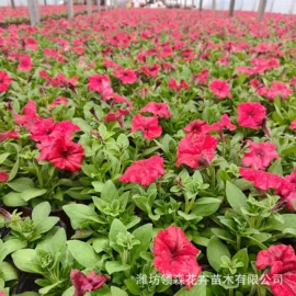 宿根花卉;一二年生花卉;灌木