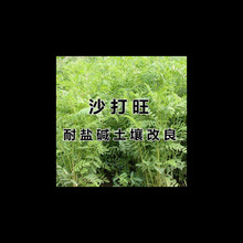 ɳ�����N�Ӷ��������ݷN�ӷ�ɳ�����o�²��ͺ��ͺ��}�|����