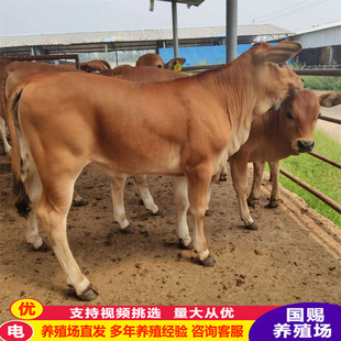 ɽ�|�����S��ţ�r�� Ʒ�N�� ������ţ�����SţСţ��