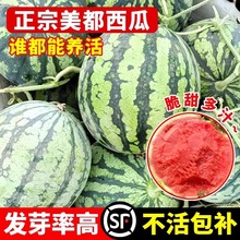 美都西瓜种籽大全8424麒麟无籽水果四季种植阳台南方小甜瓜盆栽苗