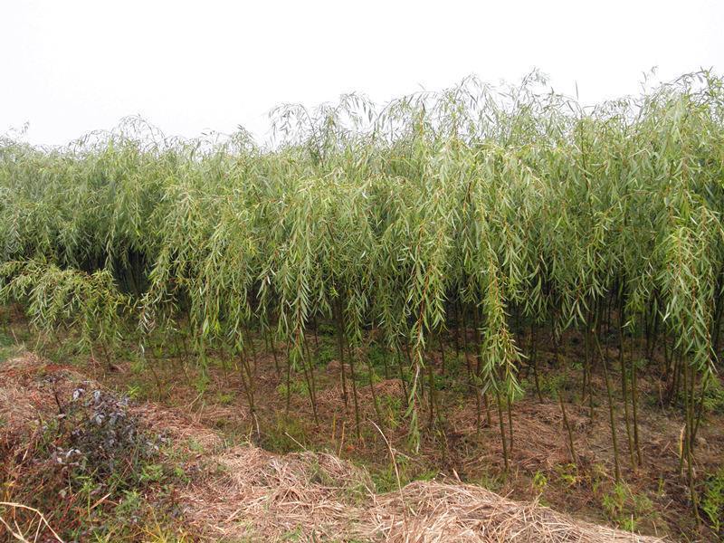 垂柳小苗 树苗柳树 枝条 垂杨柳树苗 竹柳树苗 批发直柳-阿里巴巴