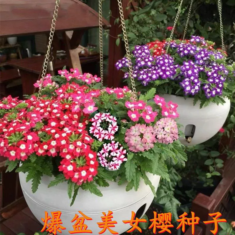 Импортные семена Сакуры, пятицветные семена сливы, кристаллическая серия, легко вырастить и посеять многолетние семена цветов за четыре сезона