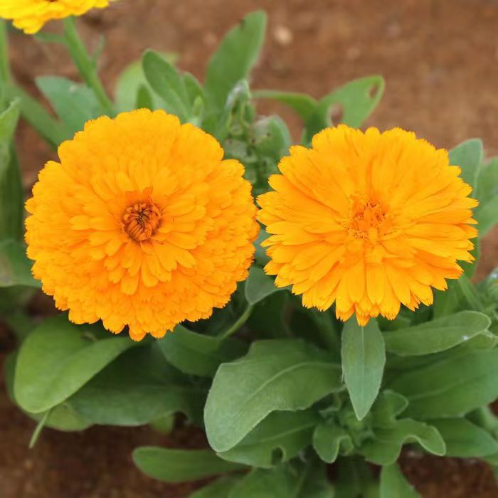 Venta al por mayor de semillas de flores y plantas eustoma malvarrosa peonía cobre dinero hierba margarita rosa sol peonía flor combinación de flores