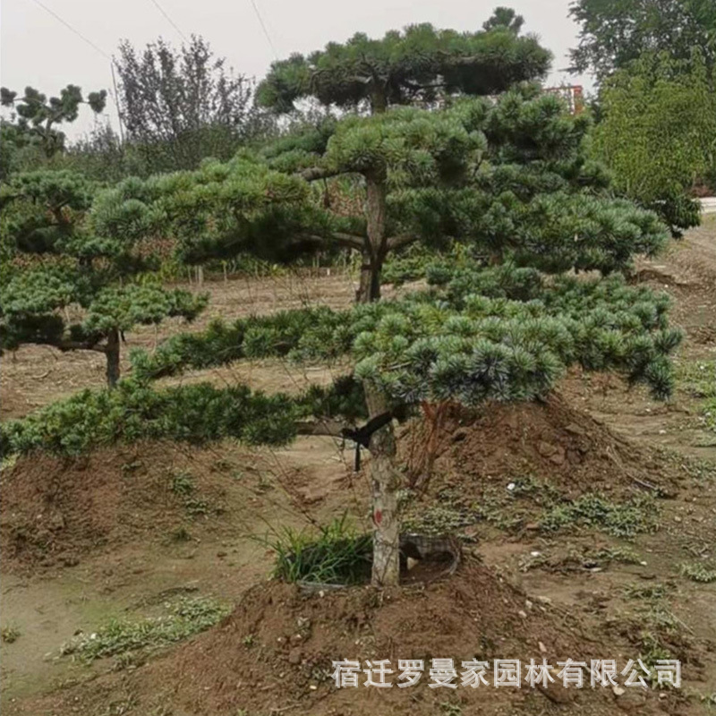 造型五针松树苗基地批发室内外老桩造型盆栽四季常青嫁接五针松树