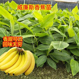 红香蕉苗 矮化香蕉苗 果树苗当年结果皇帝蕉金粉蕉四季盆栽可种植