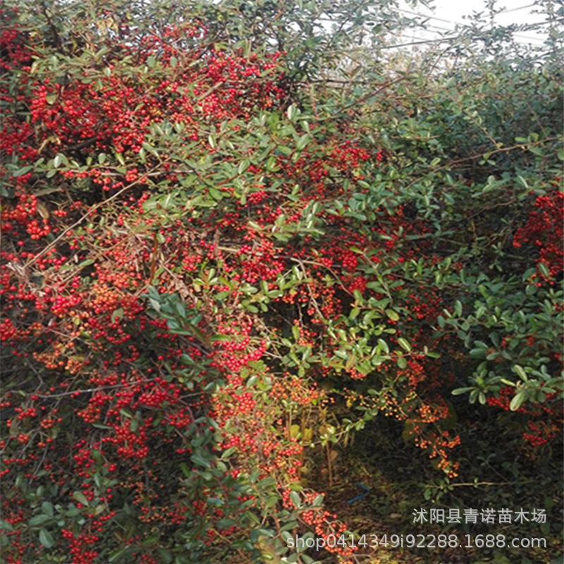 基地批发火棘小苗 火棘绿化苗 庭院观赏植物 满树红果火棘苗