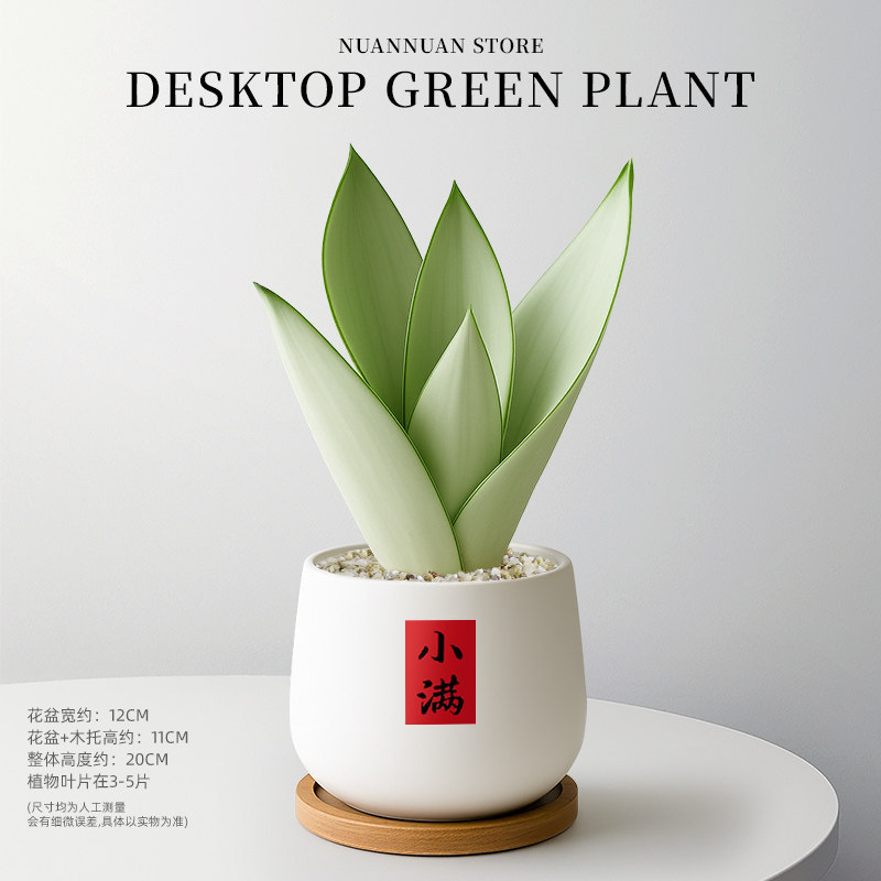 精选白玉虎皮兰（3-5片叶子）+白色圆钵盆+竹托+小满贴纸圆满吊牌
