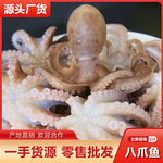 鲜活八爪鱼小章鱼批发 冷冻整只海鲜 水产烧烤酒店餐饮海鲜供应
