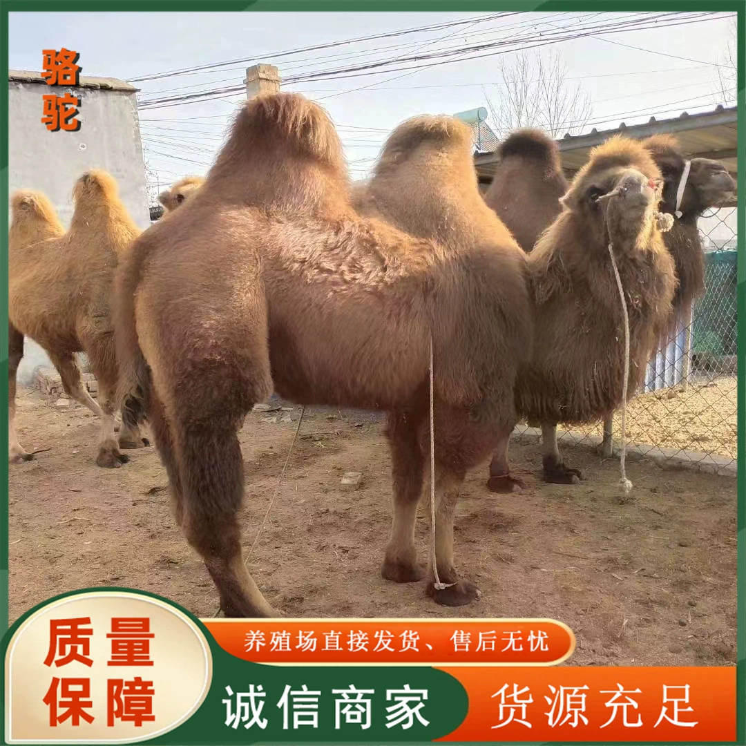 Продажа живых верблюдов, верблюды для просмотра живописных мест, дикие верблюды, верблюды с двумя горбами для верховой езды