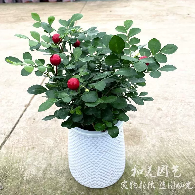 Гидропонная маленькая комнатная растение Jiumu Xiang, теневыносливая вечнозеленая маленькая горшечная растение