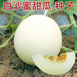 白沙蜜甜瓜种子薄皮甜香无籽好吃的水果白甜瓜白香瓜种籽香瓜盆栽