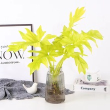 水培植物瓦塞维奇蔓绿绒黄金春羽盆栽室内桌面四季好养水养绿植