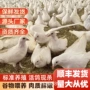 散养农家鲜活生鲜鸽子肉