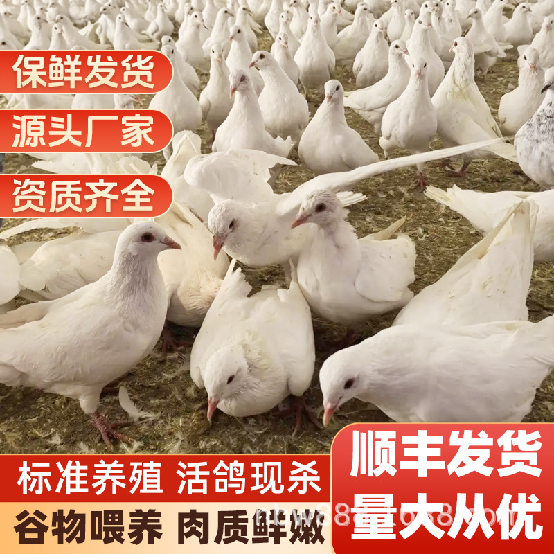 Freshly slaughtered local pigeons, farm-raised free-range pigeon meat for stewing and making soup, live young pigeons, fresh old pigeons, SF Express
