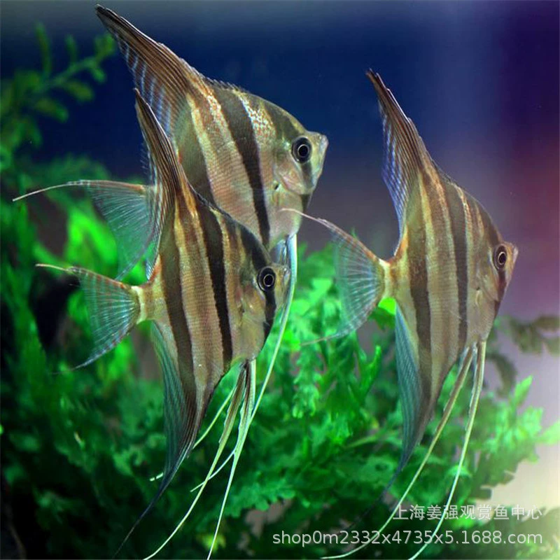 Тропические декоративные рыбы маленький перуанский метеорит Синий дьявол скалярия живая Трехцветная рыба белая скалярия рыба Зебра