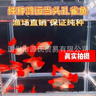 �M�[�S���ȸ��Ʒ�Ꭷ�~��Ԣ���Lˮ�~�^�p�߶�С���S��z��