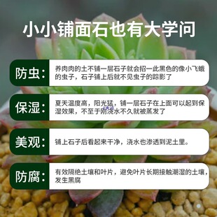 ���ʯ����I�B���w��ֲ�ﻨ�����b�ʯ���^�������ʯ�w��ʯ