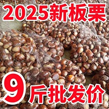 2025新鲜丹东板栗5斤鲜栗子生嫩大板粟板栗野生板票新油锥栗子9斤