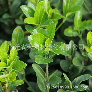 �������S����~�S�����l�G�����̘�ľ�ֵ��ͺ��G�h���������S��