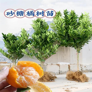 ɳ�ǽ��Ә��玧�����Թ��������۸����Ϸ������Nֲɰ�����Ә����