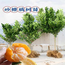 沙糖桔子树苗带果地栽果树盆栽蜜柑橘南方北方种植砂糖橘子树果苗