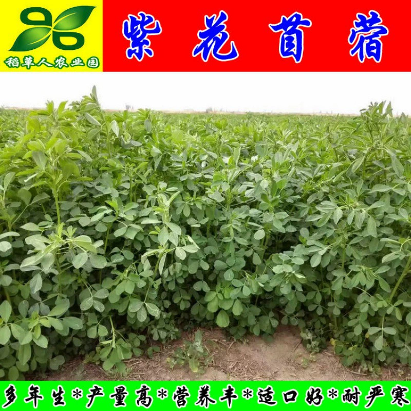 Семена люцерны Многолетние Четыре сезона Южный и Северный ростки семян проращивания Овощное озеленение Источник меда Зеленый навоз Бесплатная доставка