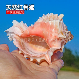 红骨螺 天然海螺贝壳水族鱼缸造景装饰品摆件寄居蟹替换壳 粉骨螺