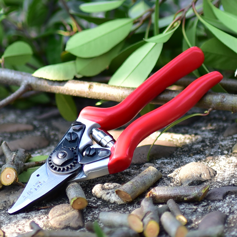 Lijin Taiwán serie de tijeras de ramas de jardín, tijeras de poda de plántulas de frutas, tijeras de jardinería de ahorro de mano de obra, tijeras de flores T902