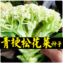 青梗花椰菜松花菜种子台湾有机花菜种籽菜苗南方大全春季四蔬菜孑