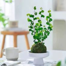 卷福盆栽卷叶榕苔藓球花苗室内绿植四季办公室盆栽好养懒人适合