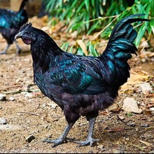 2025年才智农业典型事例：蛋鸡才智全工业链形式