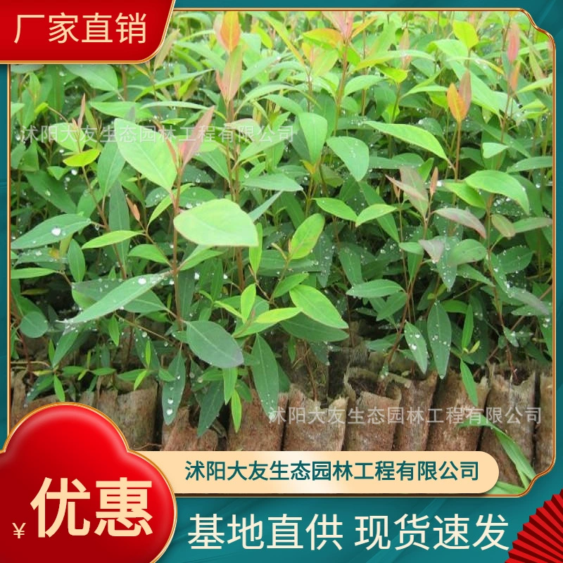 База опт саженцы эвкалипта в наличии поставка озеленение саженцы облесение саженцы быстрорастущие саженцы эвкалипта облесение